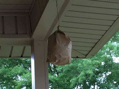 plastic bag fake hornet's nest carpenter bees|carpenter bee paper bag trick.